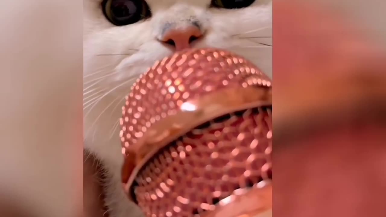 Cat Funny Video 2023 new funny video