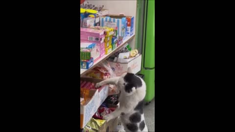 Funny animals - Funny cats _ dogs - Funny animal videos 2023