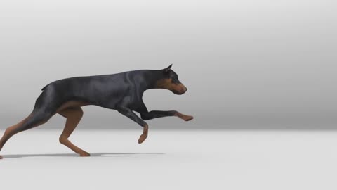 Quadruped Animation sequence _ the doberman