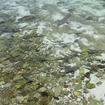 Fish In The Water #Fish_In_The_Water #animals_Nuture #fish