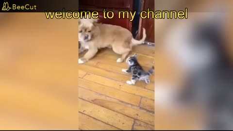 Best🤣 Funny Animal Videos Of The 2023 # shorts