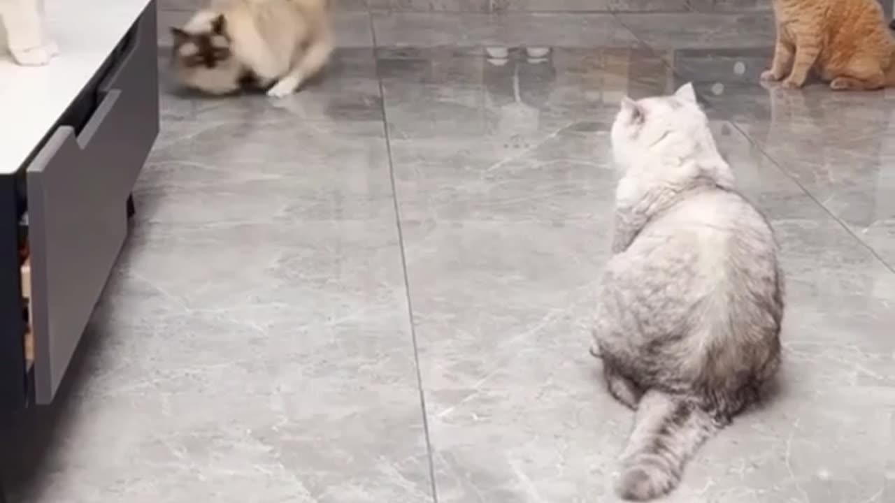 Playful Cat's Charming Antics! Cat playing football ⚽️🐈