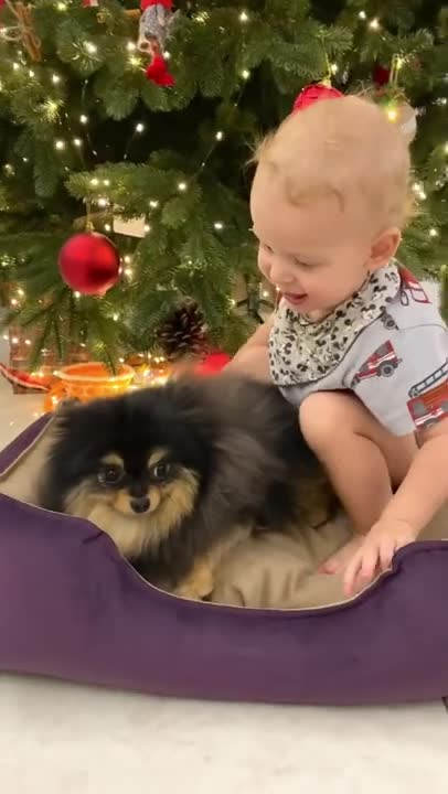 Cute Puppies Doing Funny Things, Cutest Puppies in the Worlds 2021 #53 Cutest Dogs.