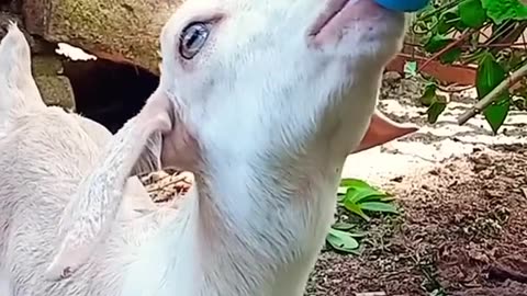 Goats Drink Milk like babies