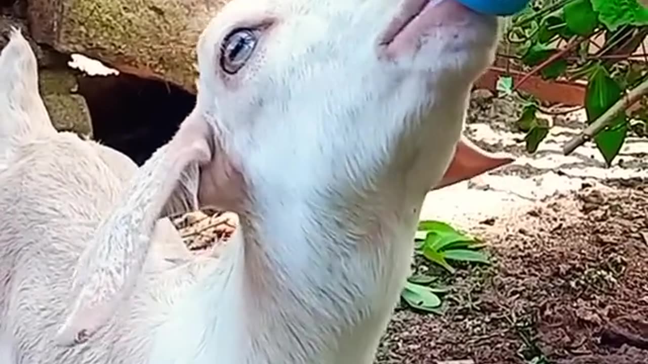 Goats Drink Milk like babies