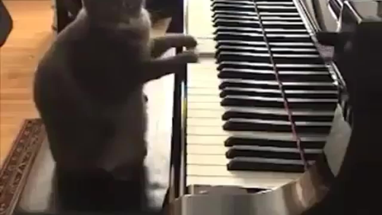 Funny animals
