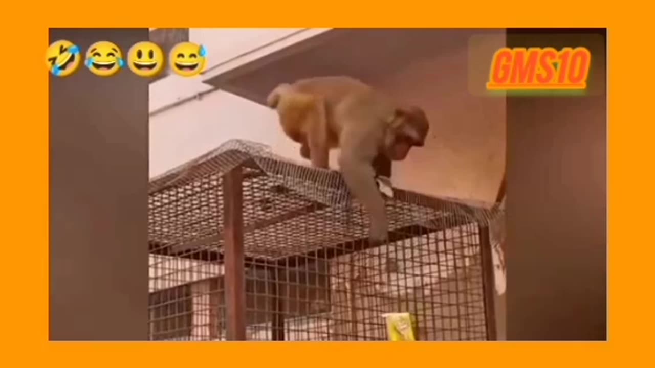 Funny 😂 monkey 🐒 movement