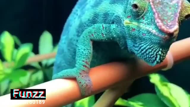 New video for Animals