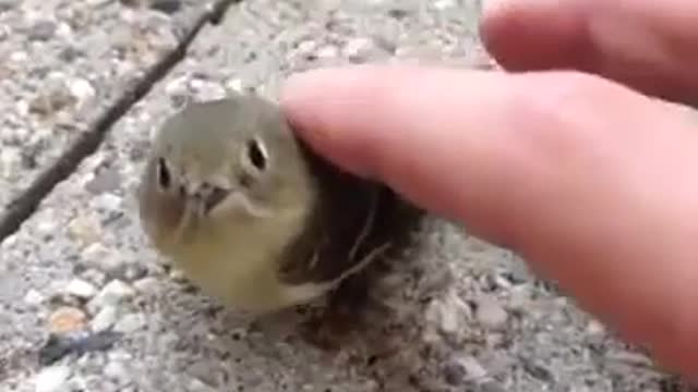 BIRB MACHINE