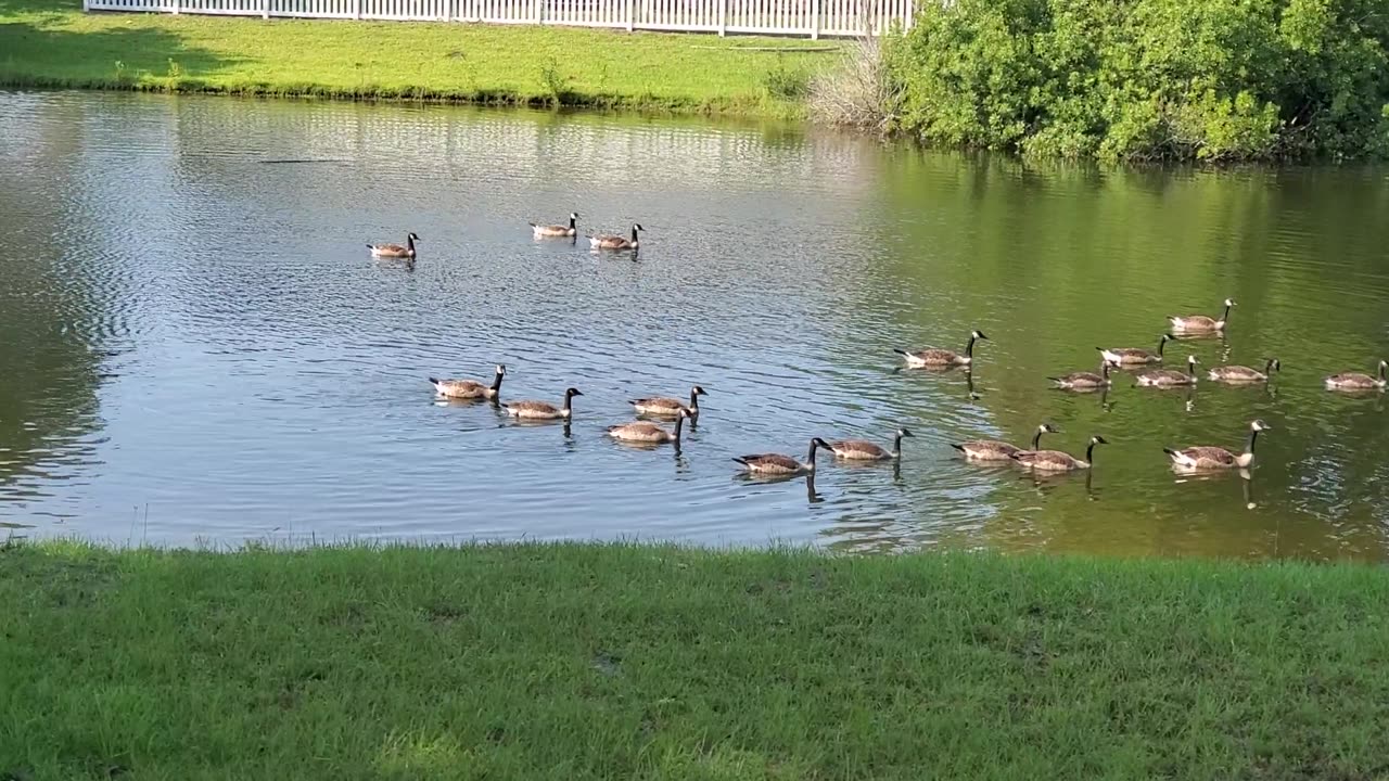 Meeting called by the Geese