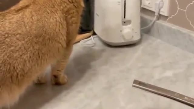 A kitten who was frightened by a bread machine.