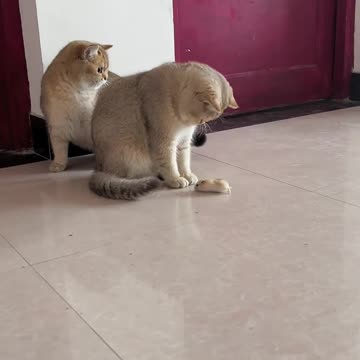 Funny kitten cat new video #shorts #viral