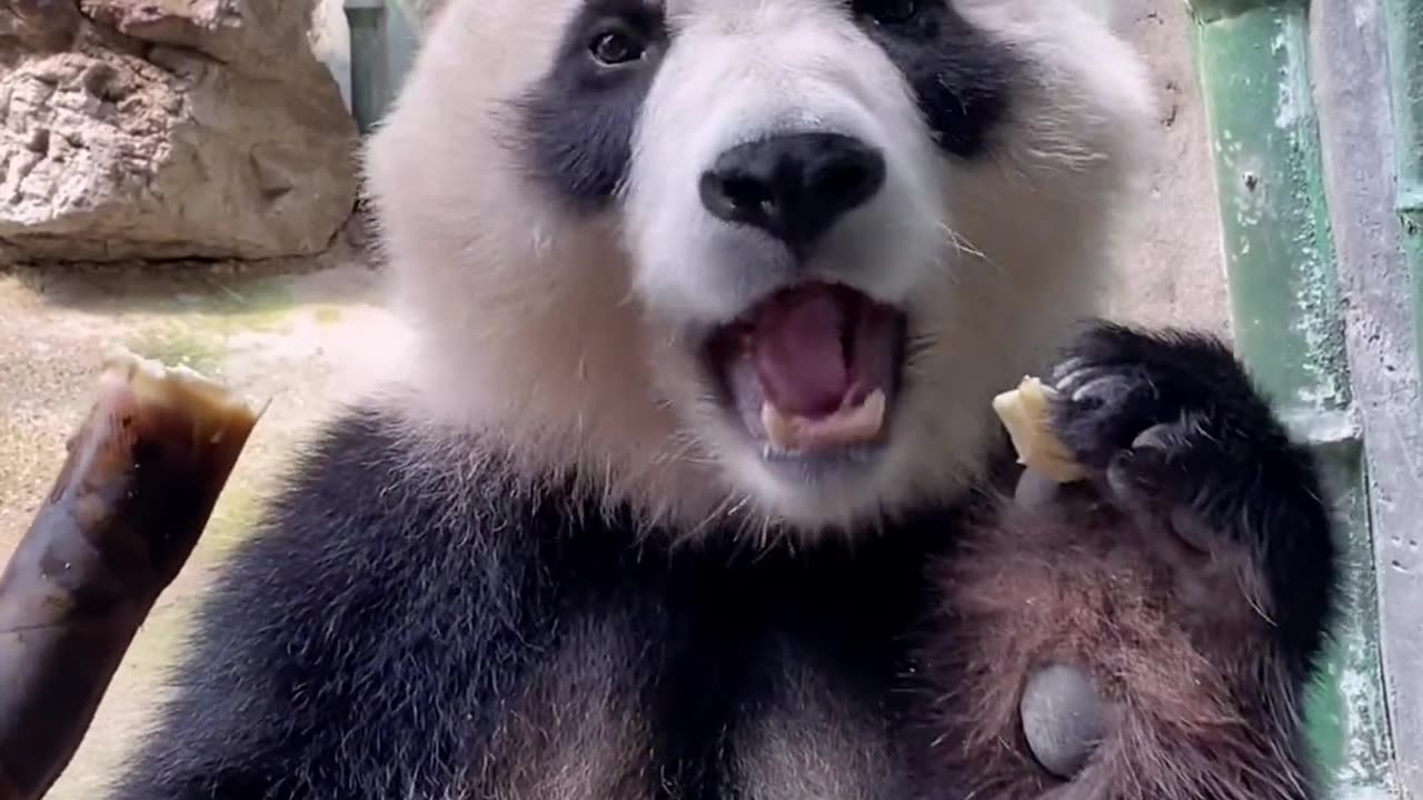 Oh, my God！ this cute panda is melting my heart