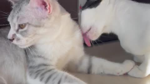 Best Funny Cats Video