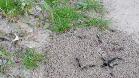 Diligent Korean Ants