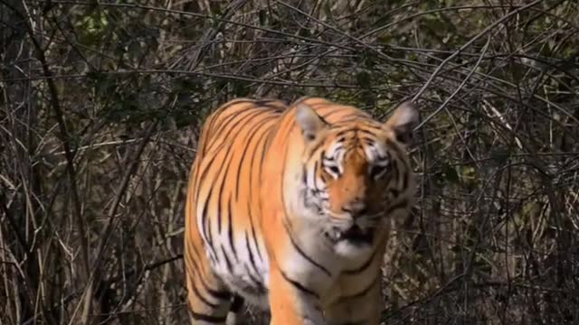 Female Tirgess Khursapar Pench T 65. M.H #wildlife