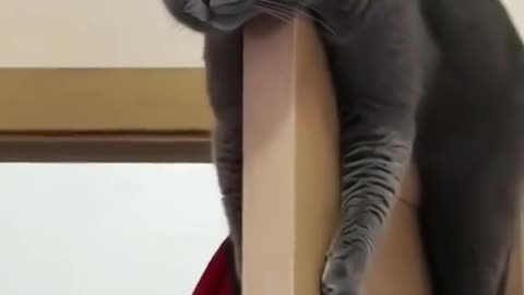 TRENDING.. WHEN YOUR PET MATCH YOU ))