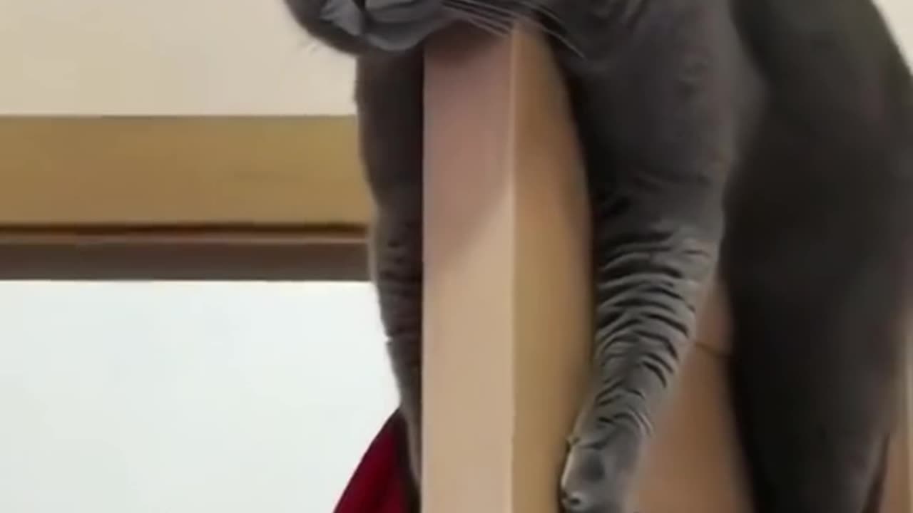 TRENDING.. WHEN YOUR PET MATCH YOU ))