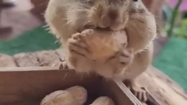 Cute chipmunk trying to take as many peanuts as possible