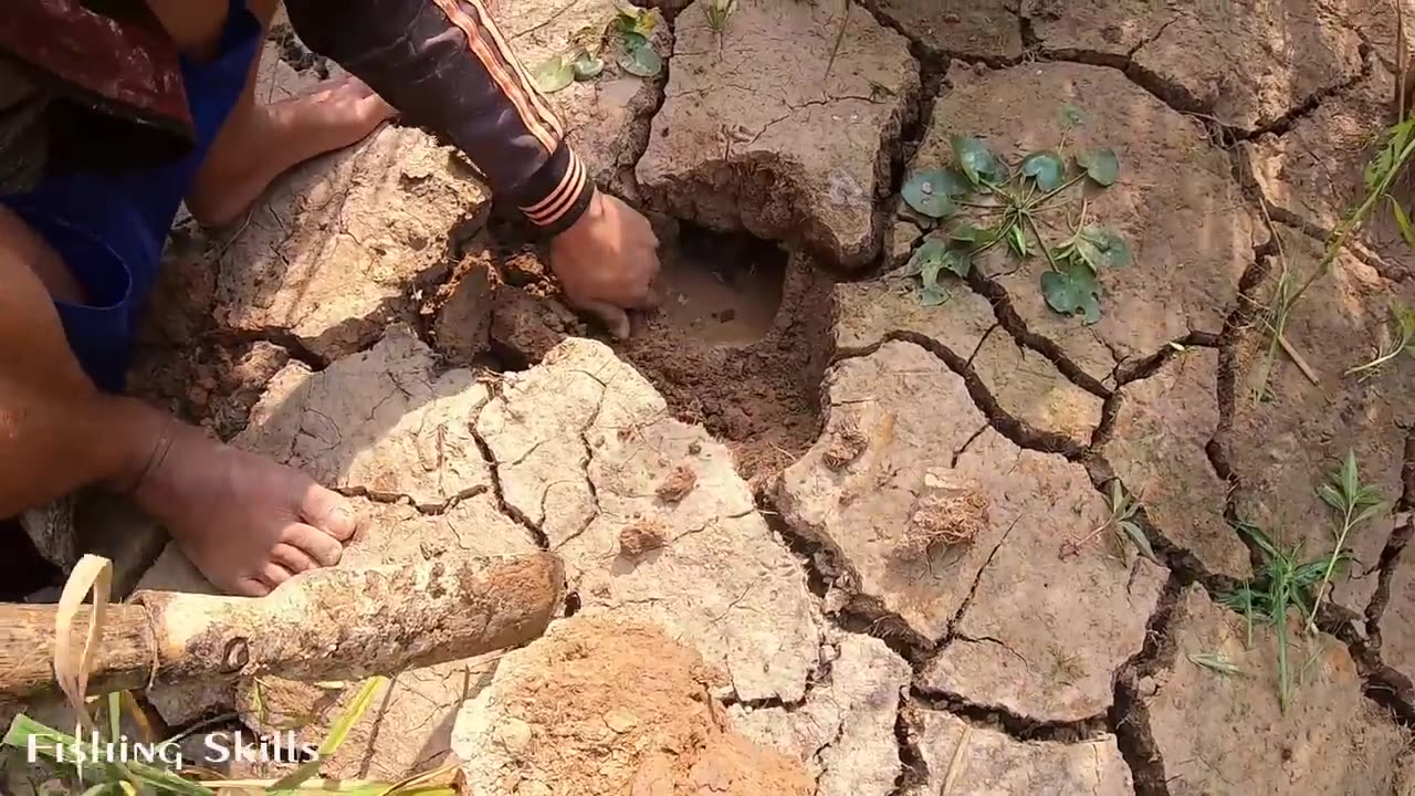 Go Pro Fishing Catch Fish in Hole on Rice Filed Dry Season