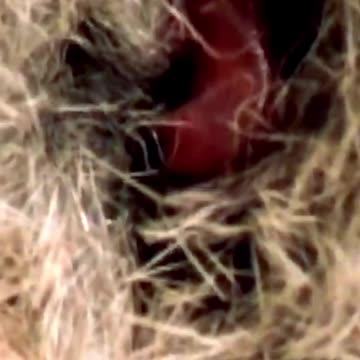 Watch This Fuzzy Infant Beat The Odds With One Shot At Life!