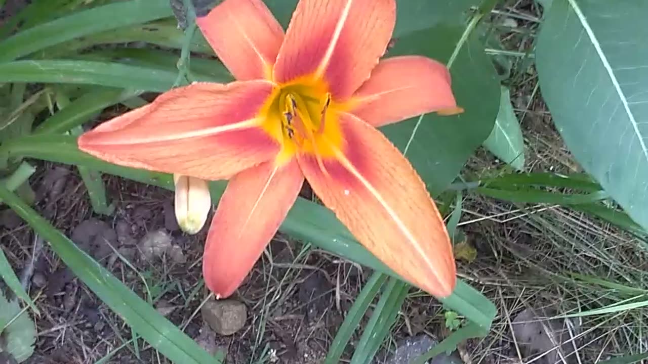 Tiger Lily