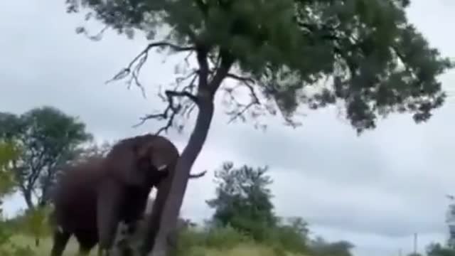 what this elephant doing ..