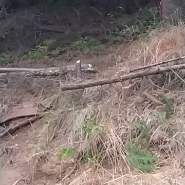 View of the smoke and clearing