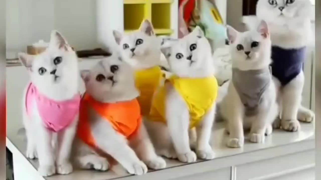 Cat dancing video 😺(⁠ ⁠˘....