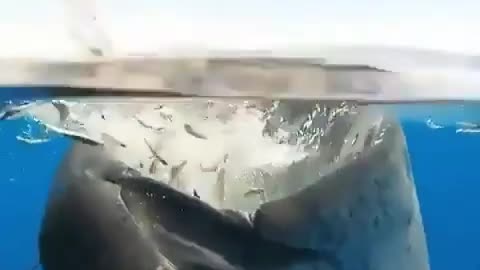 This is a beautiful and charming water-dwelling species