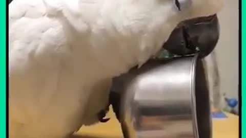 Funny and Amazing Animals