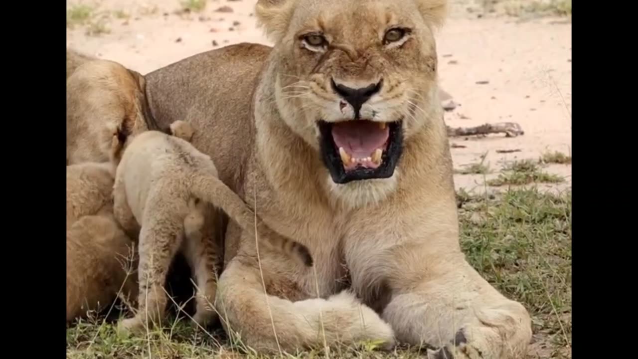 Lioness Loses Patience with Cubs!