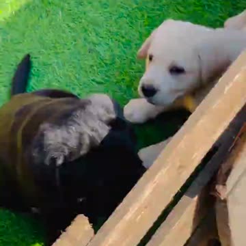 Cute puppy barking dog 🐕🐶 dogs barking traning animals