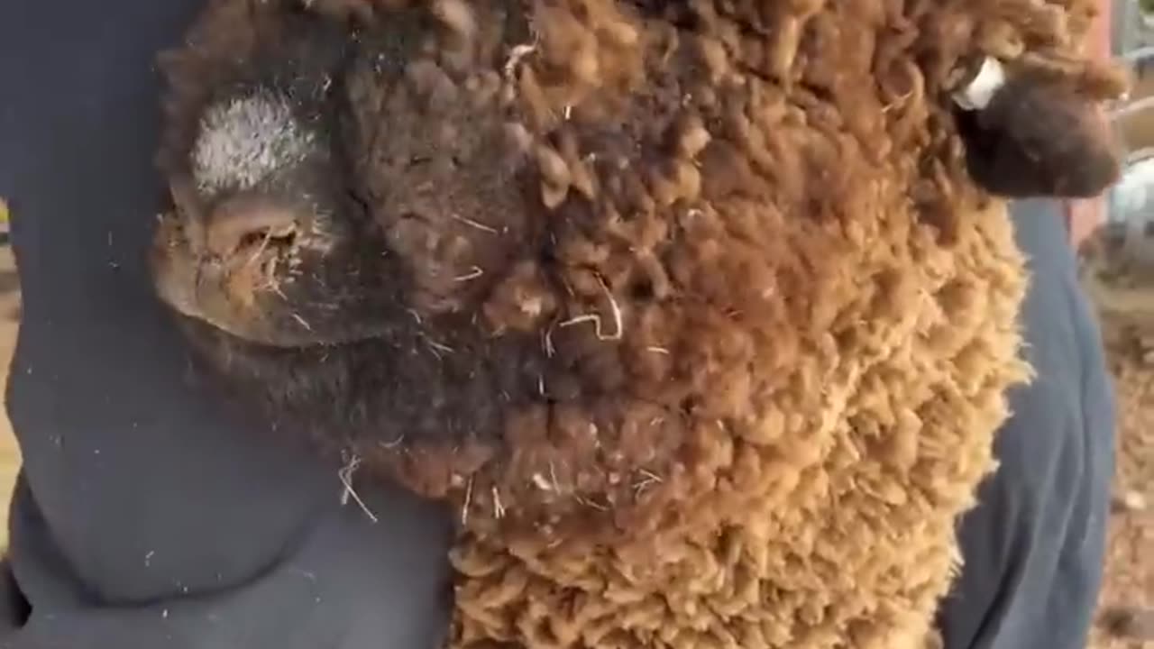 Wool Blind Babydoll Sheep sees for the first time - satisfying video