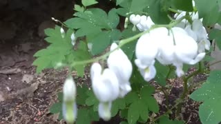 Bleeding Heart