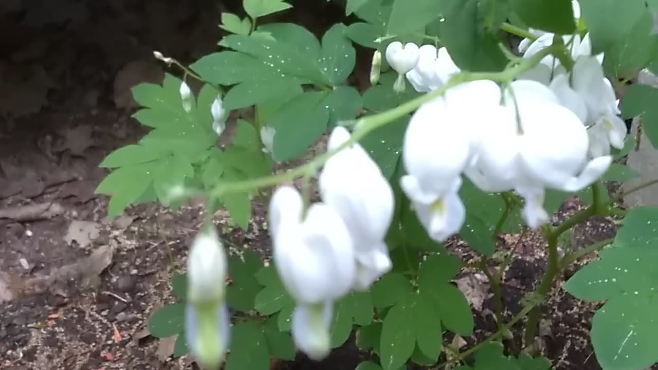 Bleeding Heart