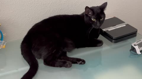 Adopting a Cat from a Shelter Vlog - Cute Precious Piper is My Sweet Baby Girl