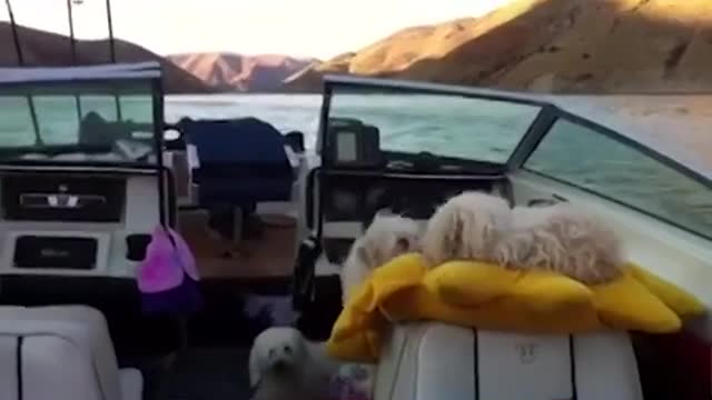 Dogs are the best! - Dogs on Boats