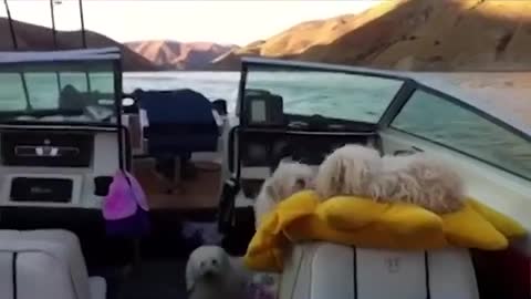 Dogs are the best! - Dogs on Boats