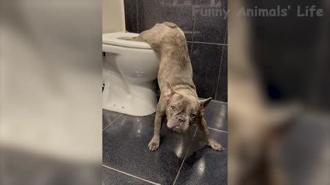 Funniest Cats And Dogs Videos - Best Funny Animal Videos 2021 🤣