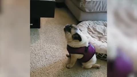 Funny pet video