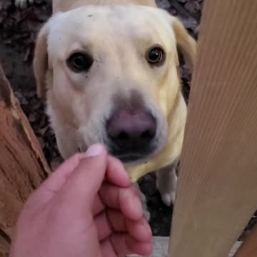 This lonely dog just wants to be pet