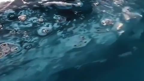 This whale cries while on the surface