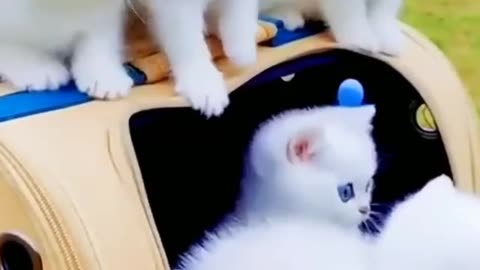 #cat lover