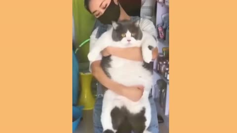 Funny animals video 😂