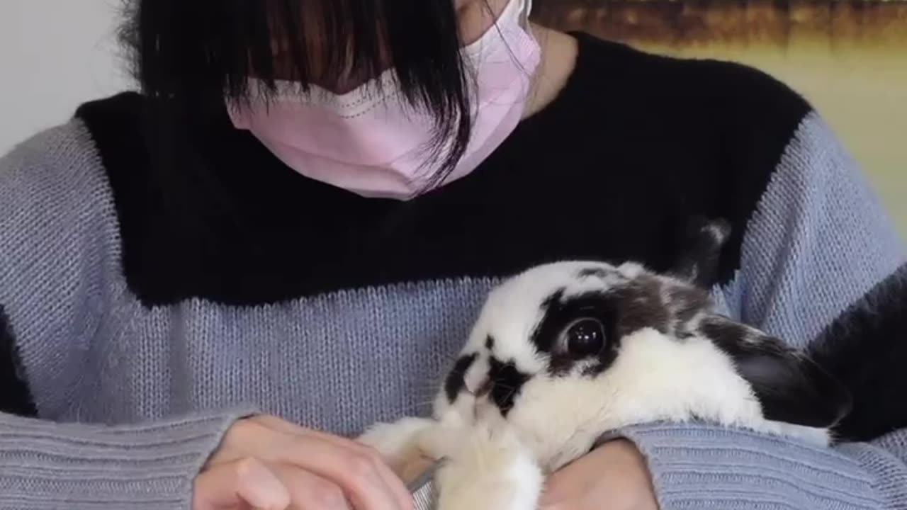 How to take care of your rabbit