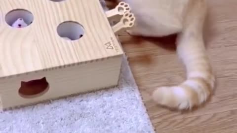 Cute and funny cat video.