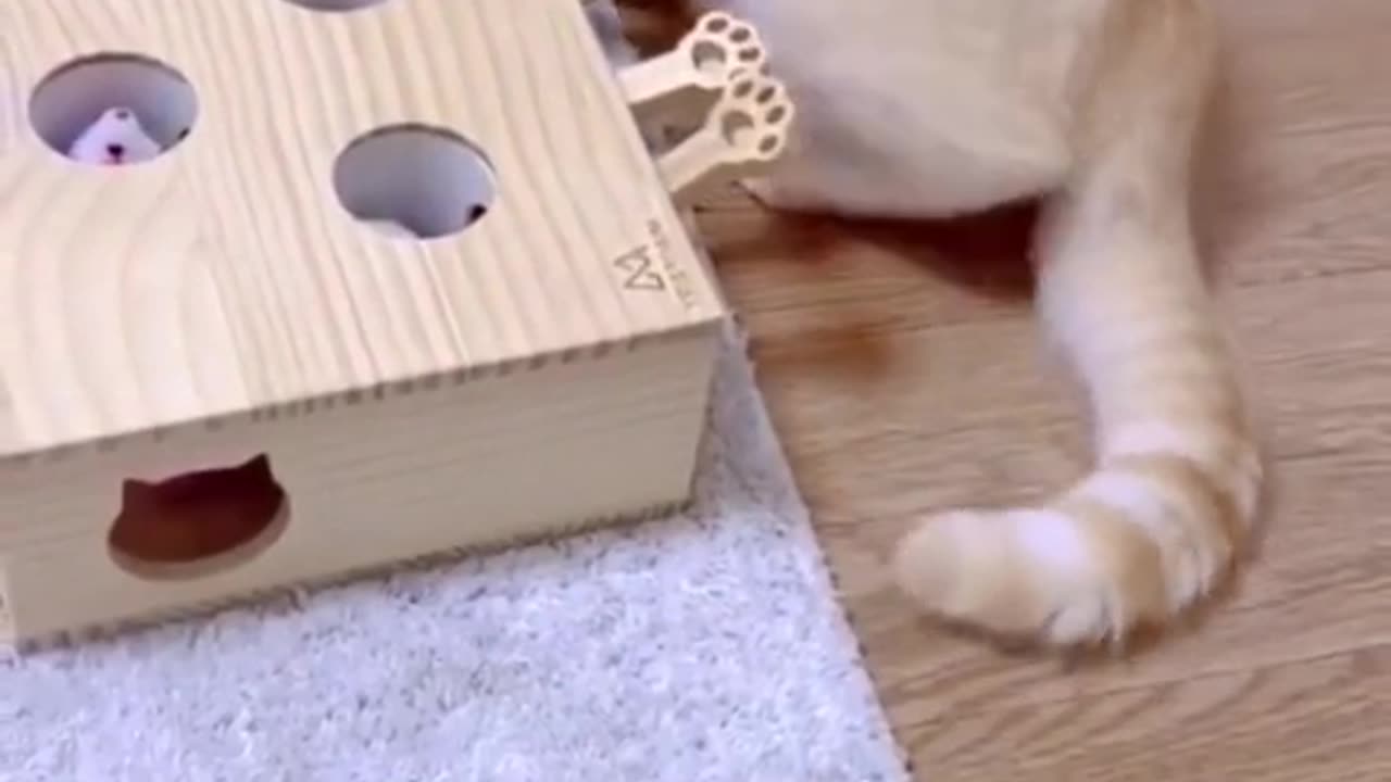 Cute and funny cat video.
