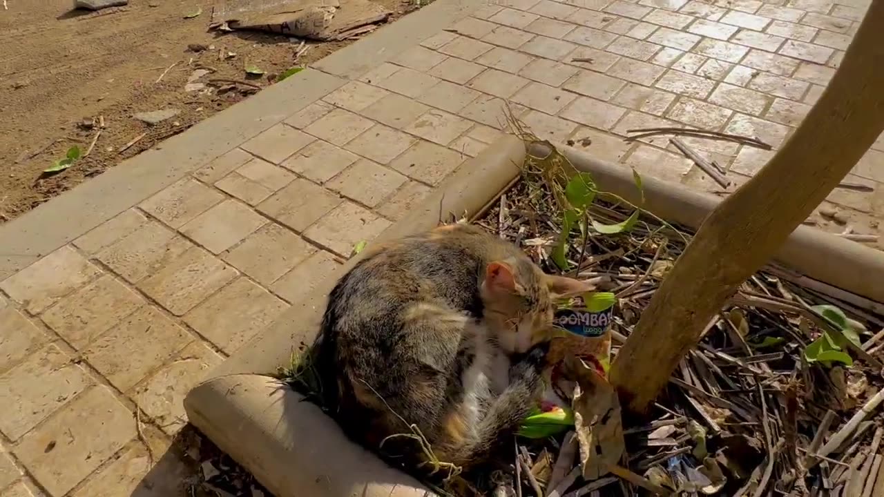 Stray cats sit next to me because they don't like the nervous intruder cat.