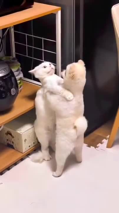 Cat gives another cat a hug